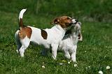 JACK RUSSEL 077